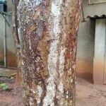 Psidium acutangulum Bark