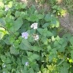 Ageratum conyzoidesKvet