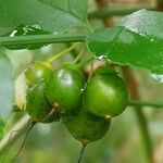 Pittosporum undulatum Fruit