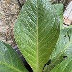 Anthurium bonplandii Leaf