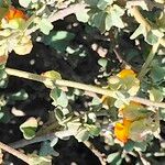 Hermannia cuneifolia 樹皮