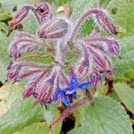 Borago officinalis 花