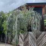 Eucalyptus caesia 形态