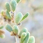 Salsola drummondii Leaf