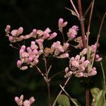 Ayapana amygdalina Flower