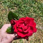 Rosa lucieaeപുഷ്പം