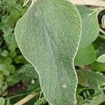 Phlomis fruticosa Leaf