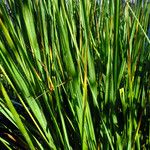 Molinia caerulea Leaf