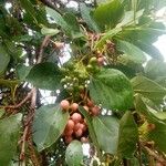 Cordia myxa Fruit