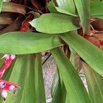 Aechmea weilbachii 葉