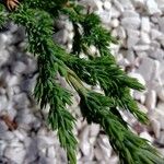 Juniperus squamata Fuelha