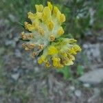 Anthyllis vulnerariaFlower