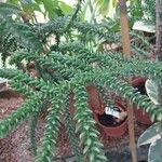 Araucaria laubenfelsii Folla