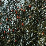 Rosa dumalis Fruit