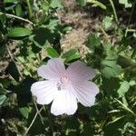 Malva hispanica Flor