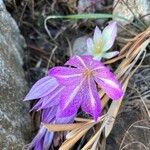 Colchicum bivonaeFlor