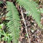 Polystichum aculeatum Blad