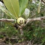 Clusia rosea Fruit