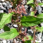 Chenopodium polyspermum Blad