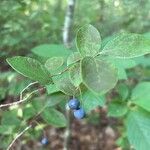 Vaccinium arboreumFruit