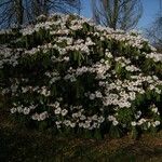 Rhododendron × geraldii عادت داشتن