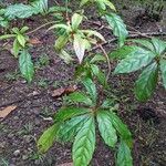 Terminalia amazonia Hoja