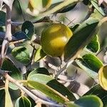 Ziziphus lotus Fruto