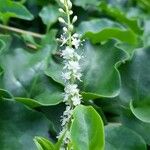 Anredera cordifolia ফুল