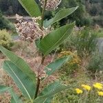 Asclepias syriaca 花