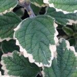 Plectranthus spp. Leaf