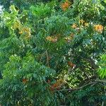 Castanospermum australe Хабит