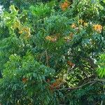 Castanospermum australe 整株植物