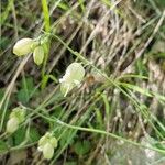 Silene vulgarisBlüte