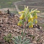 Onosma pseudoarenaria Fiore