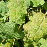 Salvia spinosa Leaf