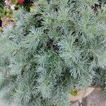 Artemisia schmidtiana 葉