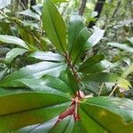 Erythroxylum laurifolium Leaf