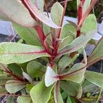 Samolus ebracteatus Leaf