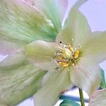 Helleborus niger Flower