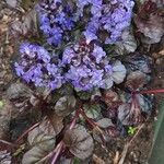 Ajuga pyramidalisFiore