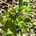 Solanum bahamense Flor
