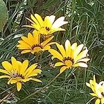 Gazania krebsiana 花