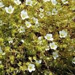 Saxifraga hypnoides Fula