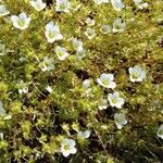 Saxifraga hypnoides Floare