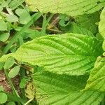 Heliotropium angiospermum Leaf