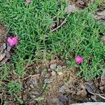 Dianthus gratianopolitanus Habit