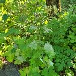 Arnoglossum atriplicifolium Hoja