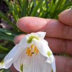 Leucojum vernumBlüte