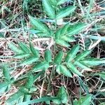 Berula erecta Leaf