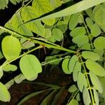 Robinia viscosa Folio